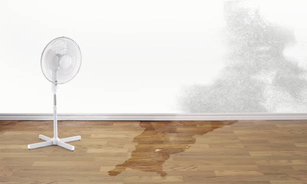 Best Water damage restoration specialists  in Lumberton, MS