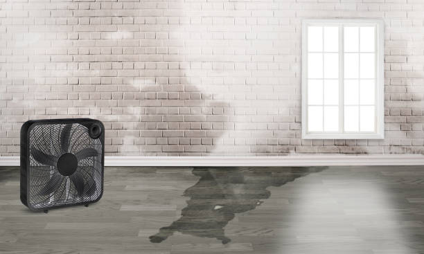Best Water damage repair service  in Lumberton, MS